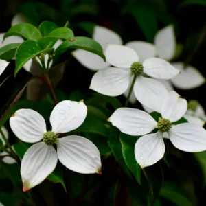 Kousa Dogwood Tree - Quart Pot - Flowering Tree Sapling