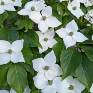 Kousa Dogwood Tree - Quart Pot - Flowering Tree Sapling