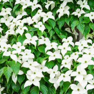 Kousa Dogwood Tree - Quart Pot - Flowering Tree Sapling