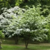 Kousa Dogwood Tree - Quart Pot - Flowering Tree Sapling