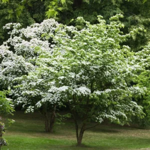 Kousa Dogwood Tree - Quart Pot - Flowering Tree Sapling