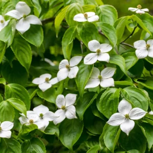 Kousa Dogwood Tree - Quart Pot - Flowering Tree Sapling