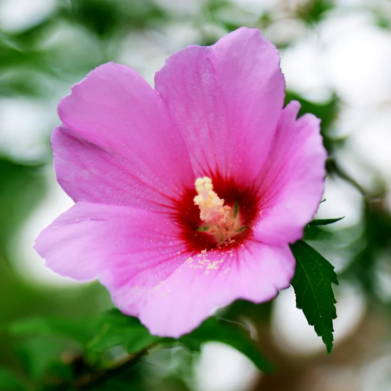 Pink Rose of Sharon Plant - Althea Flower Quart Pot - Flowering Shrub