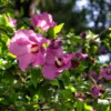 Pink Rose of Sharon Plant - Althea Flower Quart Pot - Flowering Shrub