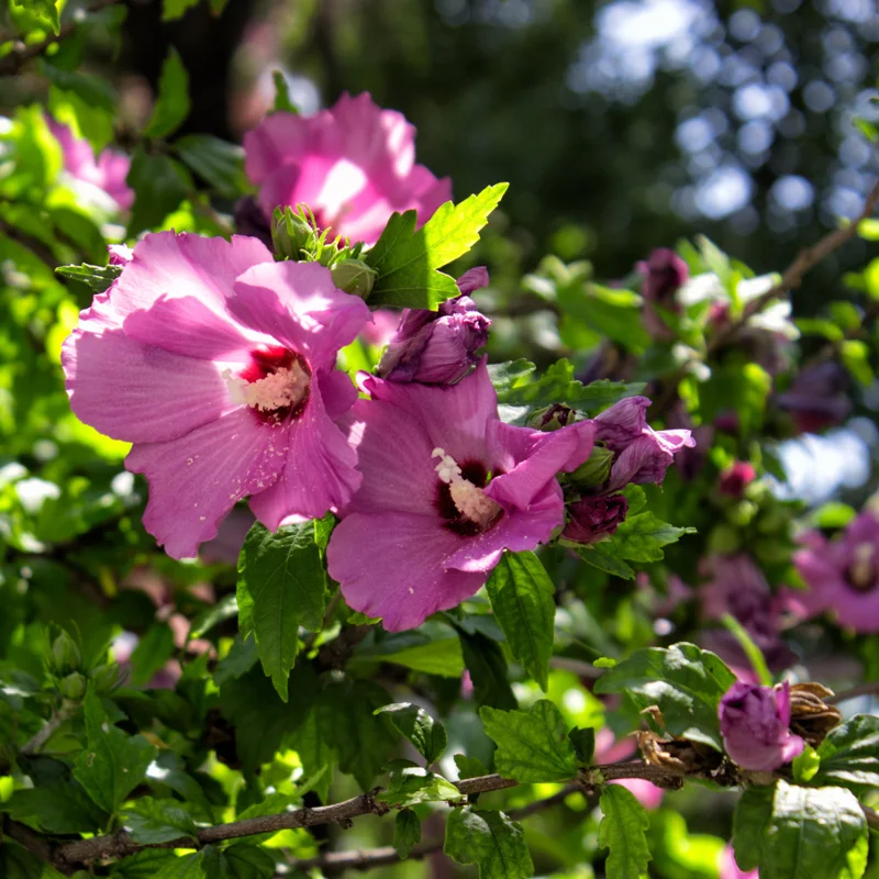 Pink Rose of Sharon Plant - Althea Flower Quart Pot - Flowering Shrub