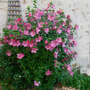Pink Rose of Sharon Plant - Althea Flower Quart Pot - Flowering Shrub