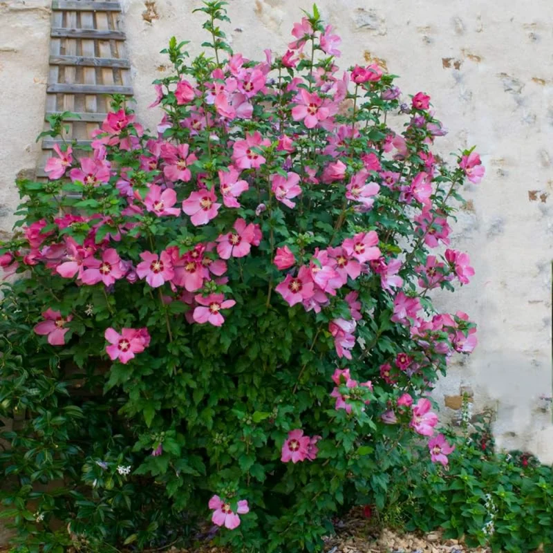 Pink Rose of Sharon Plant - Althea Flower Quart Pot - Flowering Shrub