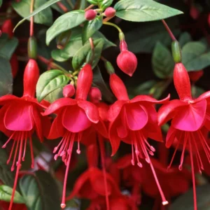 Red Fuchsia Plants - Live Ready to Plant - 4 Inch Size