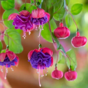 Blue Eyes Fuchsia Plants - 2 Pack - 4 to 6 Inches - Flowering Plant