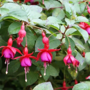 Blue Eyes Fuchsia Plants - 2 Pack - 4 to 6 Inches - Flowering Plant