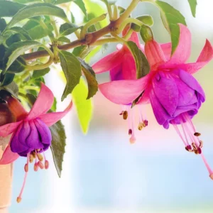 Blue Eyes Fuchsia Plants - 2 Pack - 4 to 6 Inches - Flowering Plant