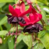 Blacky Fuchsia Plants 4-6 Inch - Unique Flowering Plant for Gardens