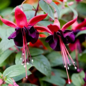 Blacky Fuchsia Plants 4-6 Inch - Unique Flowering Plant for Gardens