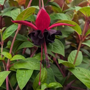 Blacky Fuchsia Plants 4-6 Inch - Unique Flowering Plant for Gardens