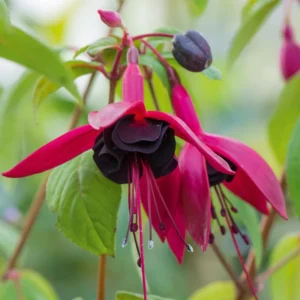 Blacky Fuchsia Plants 4-6 Inch - Unique Flowering Plant for Gardens