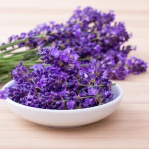 Hidcote Lavender Plant Live 3-5 Inches - Fragrant Purple Blooms