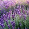 Hidcote Lavender Plant Live 3-5 Inches - Fragrant Purple Blooms