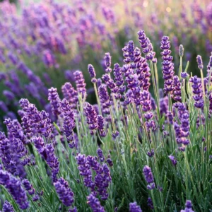 Hidcote Lavender Plant Live 3-5 Inches - Fragrant Purple Blooms
