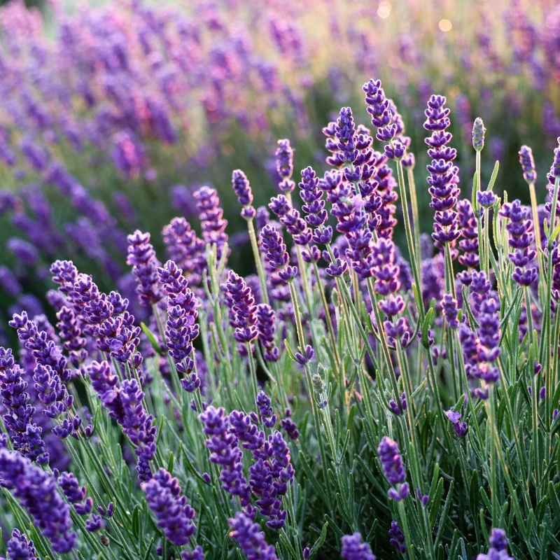 Hidcote Lavender Plant Live 3-5 Inches - Fragrant Purple Blooms