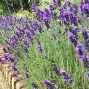 Hidcote Lavender Plant Live 3-5 Inches - Fragrant Purple Blooms