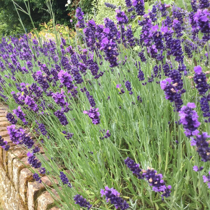 Hidcote Lavender Plant Live 3-5 Inches - Fragrant Purple Blooms