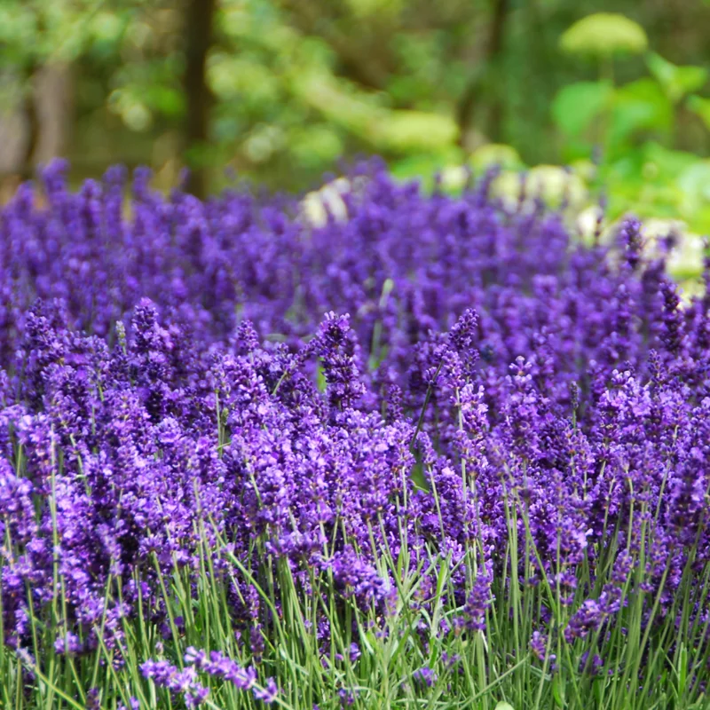 Hidcote Lavender Plant Live 3-5 Inches - Fragrant Purple Blooms