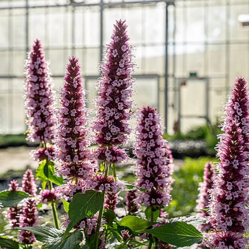 Pink Agastache Hyssop Live Plant 3-5 Inch - Attracts Pollinators