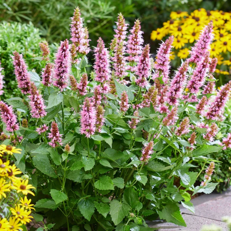 Pink Agastache Hyssop Live Plant 3-5 Inch - Attracts Pollinators