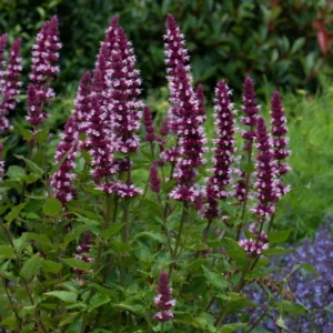 Pink Agastache Hyssop Live Plant 3-5 Inch - Attracts Pollinators