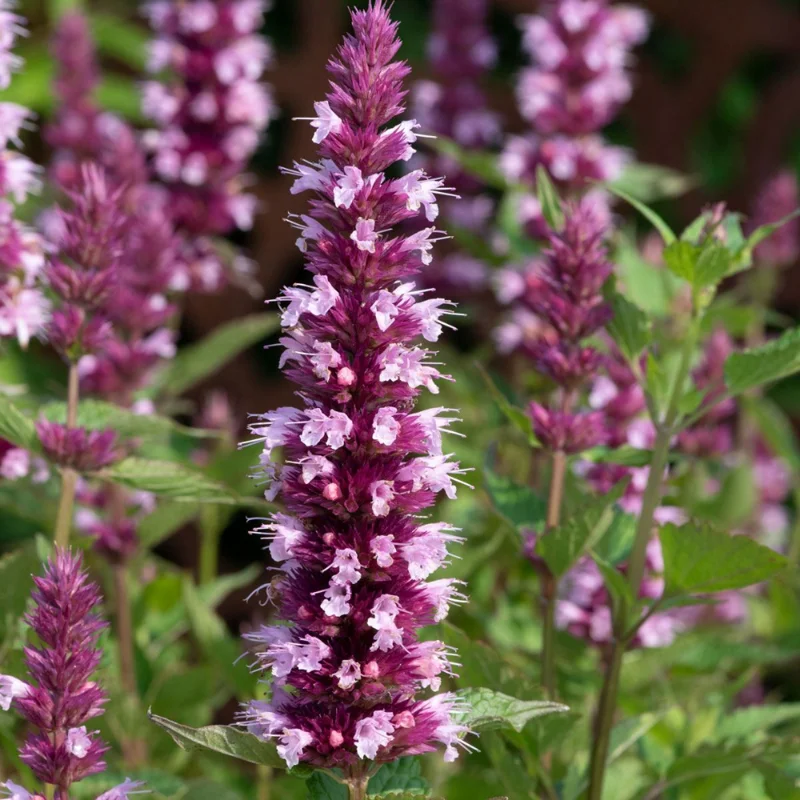Pink Agastache Hyssop Live Plant 3-5 Inch - Attracts Pollinators