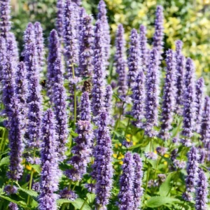 Lavender Agastache Hyssop Live Plant 3-5 Inch - Fragrant Blooms