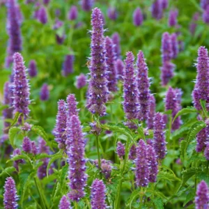 Lavender Agastache Hyssop Live Plant 3-5 Inch - Fragrant Blooms