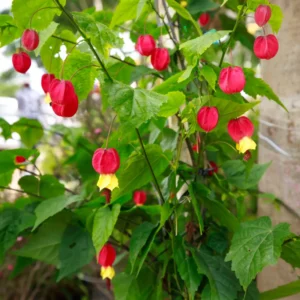Chinese Lantern Abutilon Flowering Maple Live Plant 3-5 Inch, Unique Blooms