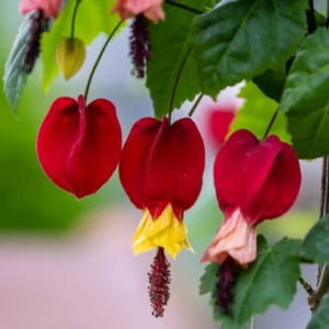 Chinese Lantern Abutilon Flowering Maple Live Plant 3-5 Inch, Unique Blooms