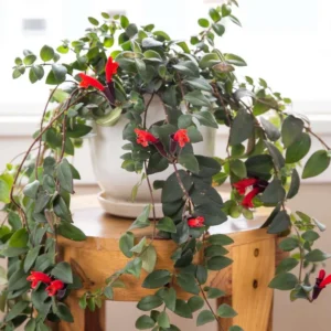 Lipstick Plant Live Plant 3-5 Inch Flowering Indoor Hanging Basket