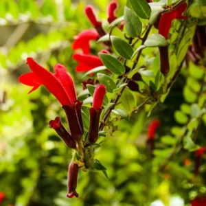 Lipstick Plant Live Plant 3-5 Inch Flowering Indoor Hanging Basket