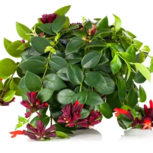 Lipstick Plant Live Plant 3-5 Inch Flowering Indoor Hanging Basket