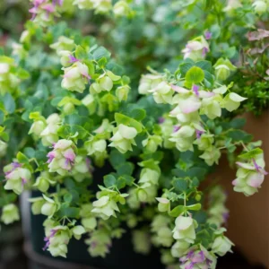 Kent Beauty Oregano Herb Plant - 3 to 5 Inch Decorative Culinary