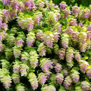 Kent Beauty Oregano Herb Plant - 3 to 5 Inch Decorative Culinary