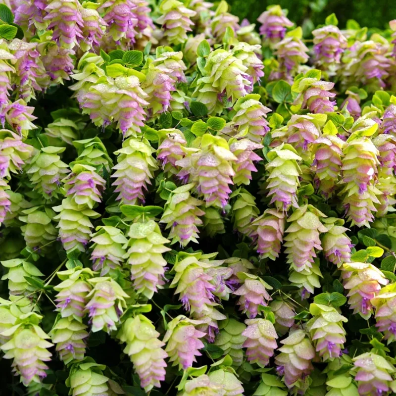 Kent Beauty Oregano Herb Plant - 3 to 5 Inch Decorative Culinary