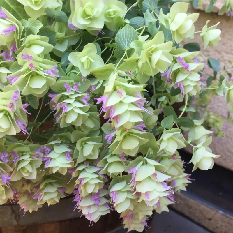 Kent Beauty Oregano Herb Plant - 3 to 5 Inch Decorative Culinary