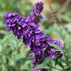 Dark Purple Butterfly Bush Buddleja Davidii Buzz - 3 to 5 Inch Plant