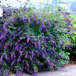 Dark Purple Butterfly Bush Buddleja Davidii Buzz - 3 to 5 Inch Plant