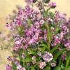 Purple Forget Me Not Flower Plant - 3 to 5 Inches - Garden Ready