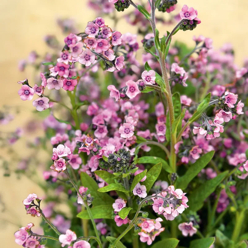 Purple Forget Me Not Flower Plant - 3 to 5 Inches - Garden Ready