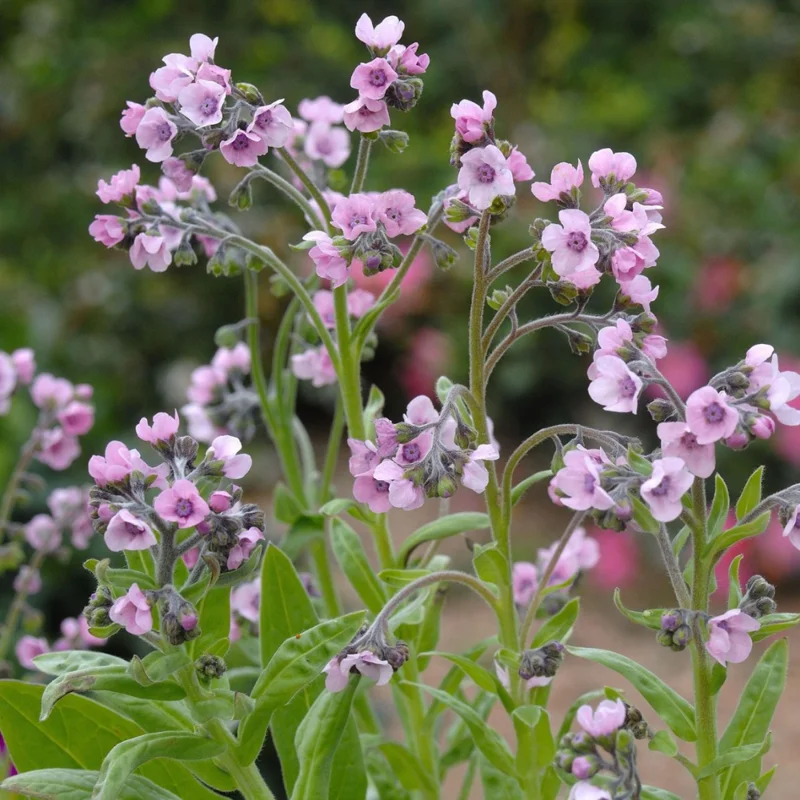 Purple Forget Me Not Flower Plant - 3 to 5 Inches - Garden Ready