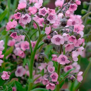 Purple Forget Me Not Flower Plant - 3 to 5 Inches - Garden Ready