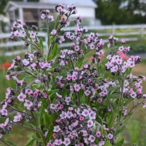 Purple Forget Me Not Flower Plant - 3 to 5 Inches - Garden Ready