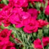 Dark Pink Carnation Trailing Plant - 3 to 5 Inch Flower