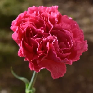 Dark Pink Carnation Trailing Plant - 3 to 5 Inch Flower